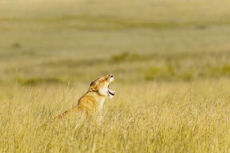 Marketing Tone Of Voice