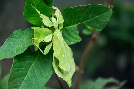 Native Advertising Vorteile