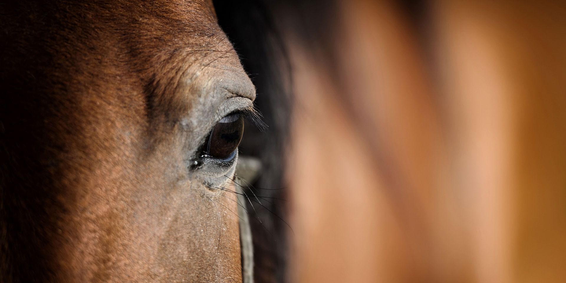 Temp header swiss equestrian